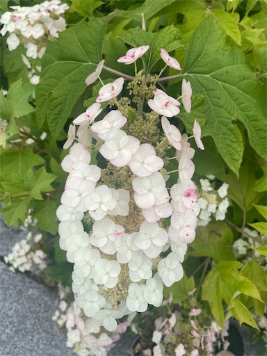 f:id:kamemochi:20260722193447j:image