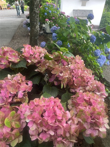 f:id:kamemochi:20260722193504j:image