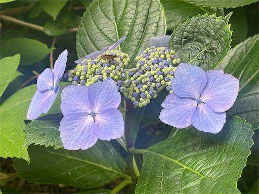 f:id:kamemochi:20260722194058j:image