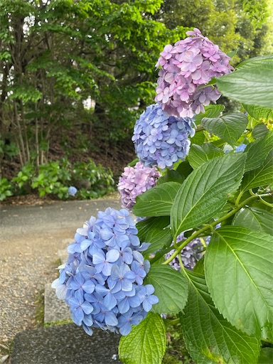 f:id:kamemochi:20260722194133j:image