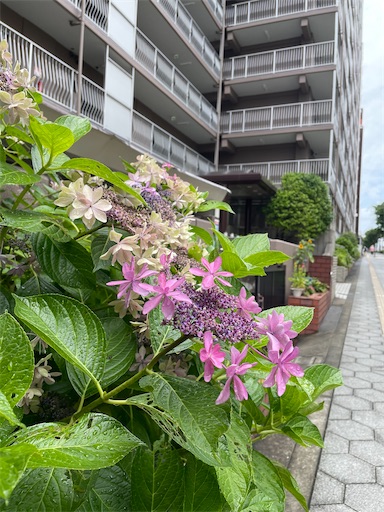 f:id:kamemochi:20260722194138j:image
