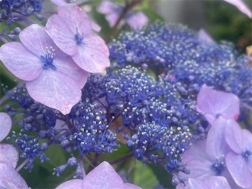 f:id:kamemochi:20260722194231j:image