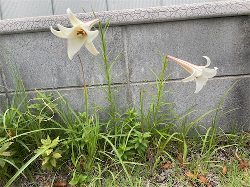 f:id:kamemochi:20260823114720j:image