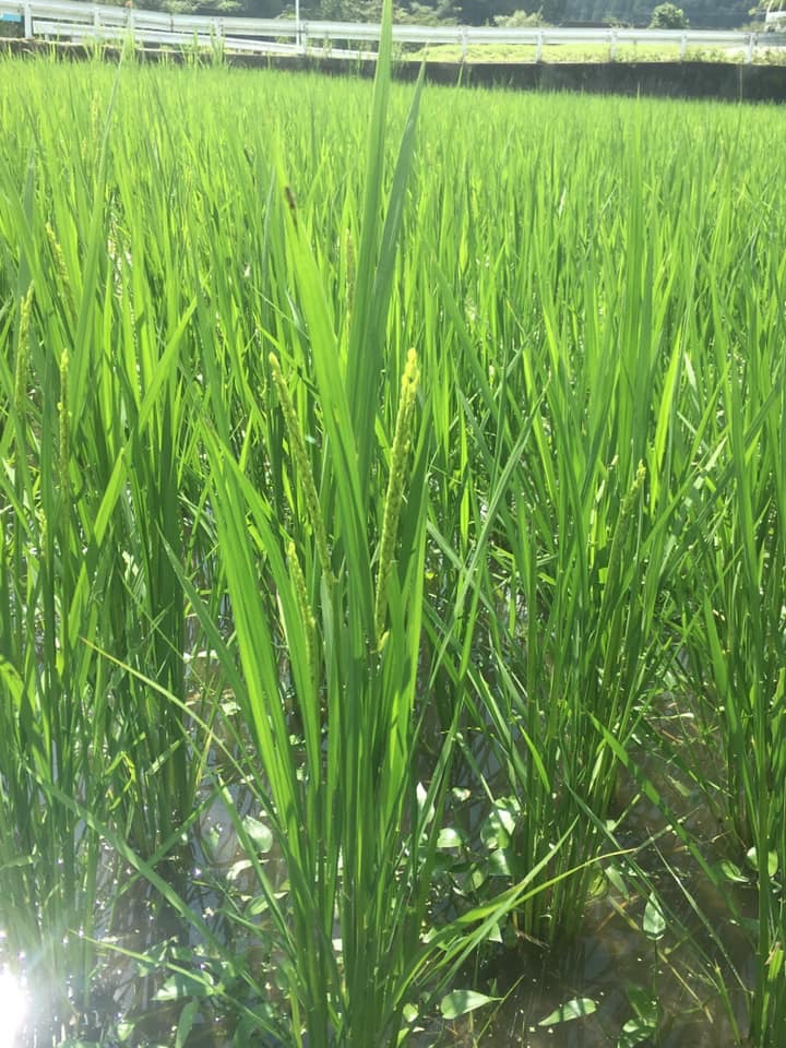 f:id:kamenarien:20190902131944j:plain