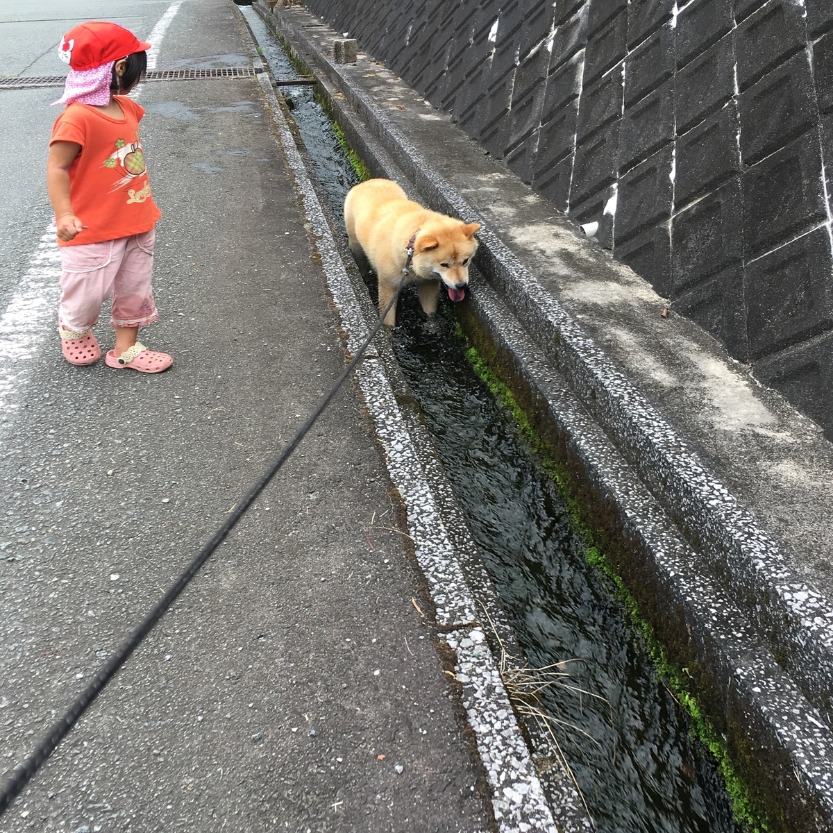 f:id:kamenarien:20190902132038j:plain