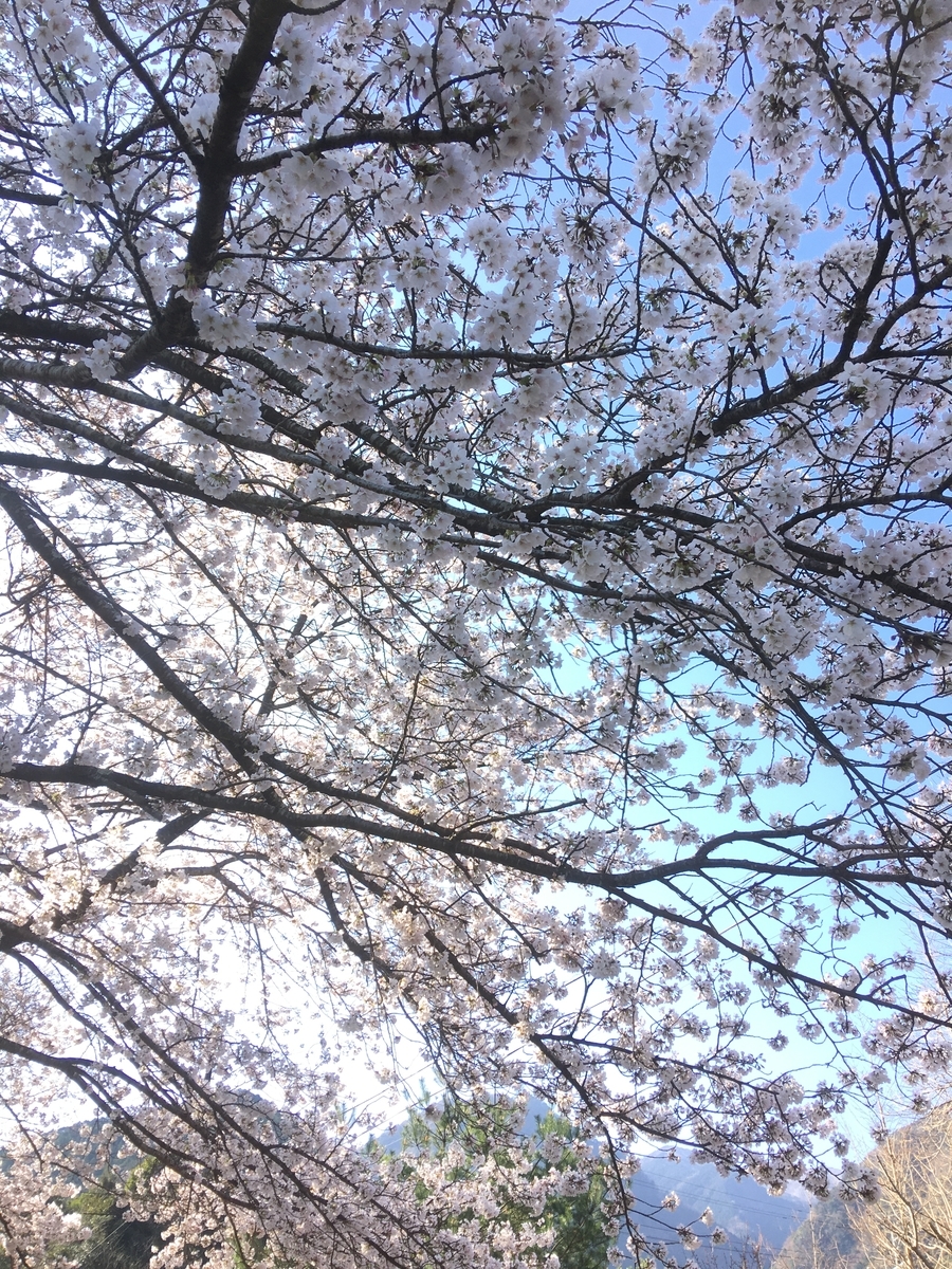 f:id:kamenarien:20210323232644j:plain
