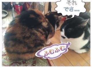 「それでさ……」「ふむふむ」と、2匹で話している猫