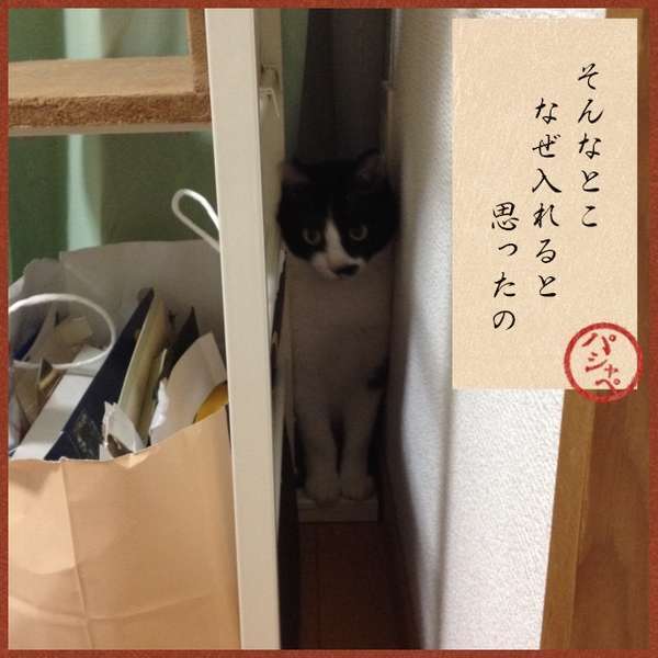 「そんなとこ、なぜ入れると思ったの」狭い隙間に挟まる猫