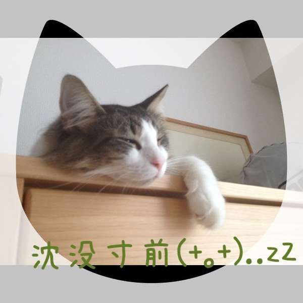 沈没寸前の猫