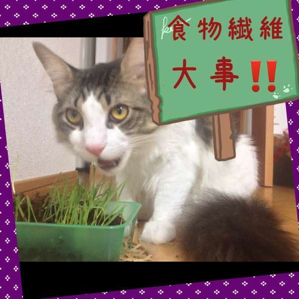 「食物繊維大事！」と猫草を食べる猫