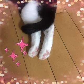 ピンクの肉球を揃えているかわいい猫の後ろ脚