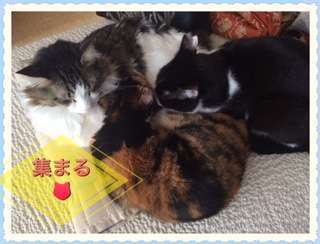 「集まる」と言って、3匹寄り添って寝ている猫達