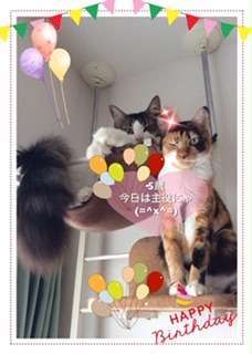 5歳の誕生日「今日は主役」とウィンクする猫