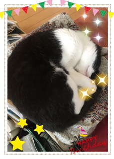 happy birthday9歳の猫