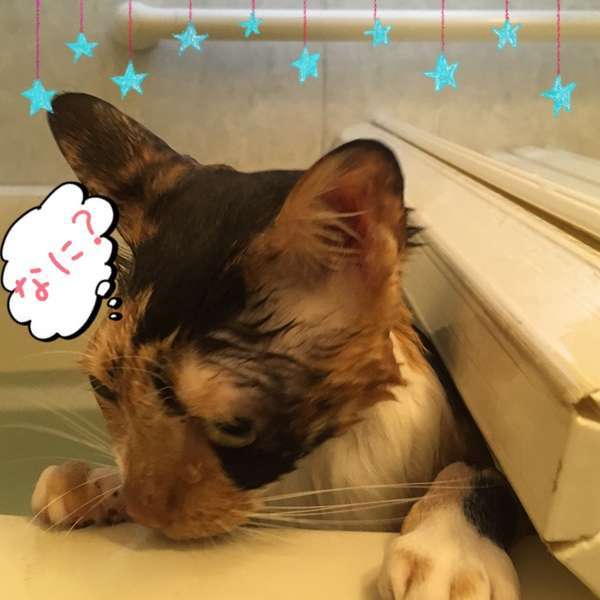 なに？と横目で睨んでくる猫