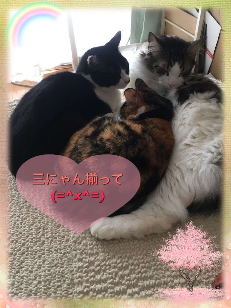 f:id:kameneko9:20190609205155j:image