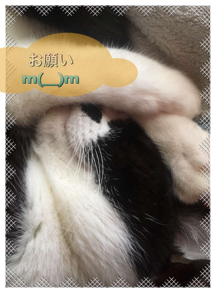 f:id:kameneko9:20190610201517j:image