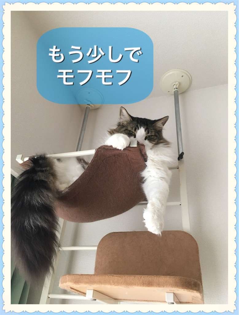f:id:kameneko9:20190611212648j:image f:id:kameneko9:20190611212648j:image