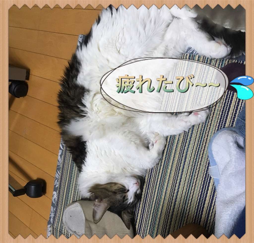 f:id:kameneko9:20190613183027j:image