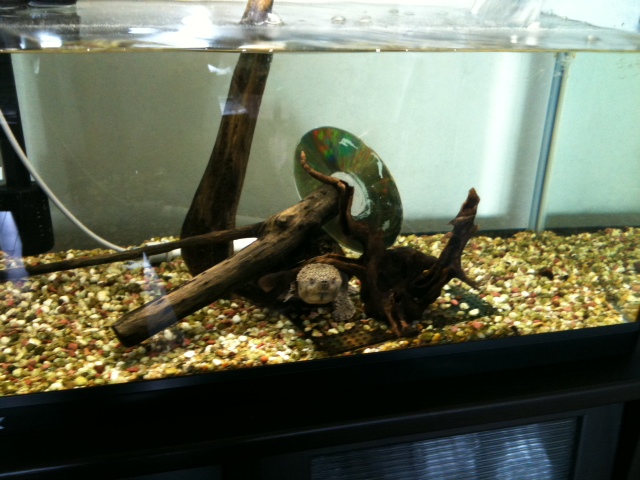 f:id:kamenogenchan:20120512100011j:image:w360:left