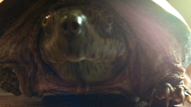 f:id:kamenogenchan:20120818112744j:image:w360