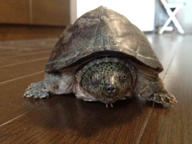 f:id:kamenogenchan:20120818112945j:image:w360:left