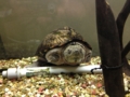 f:id:kamenogenchan:20130110222257j:image:medium