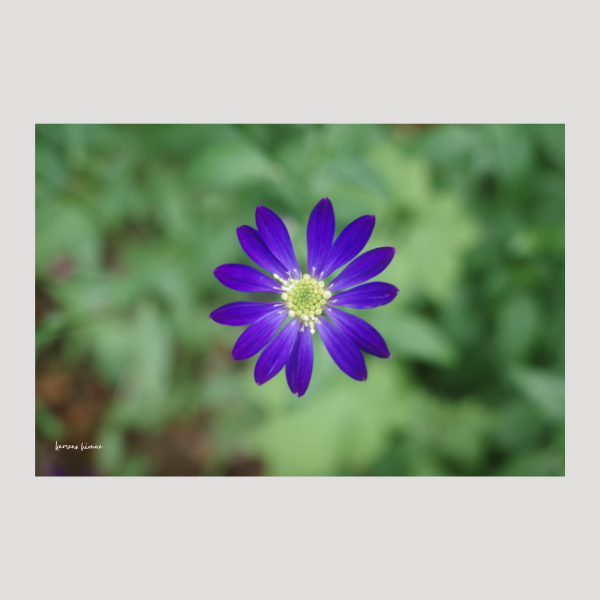 ミヤコワスレの写真