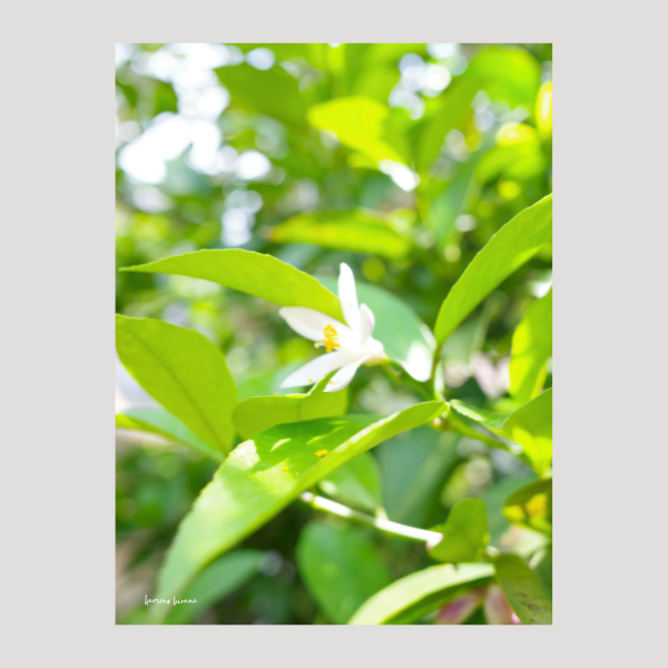 レモンの花の写真