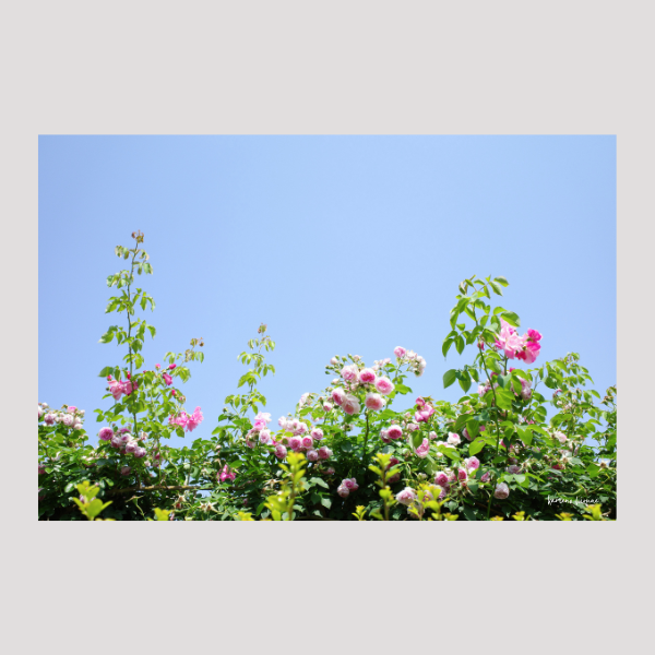 たくさんのバラの花を見上げる写真