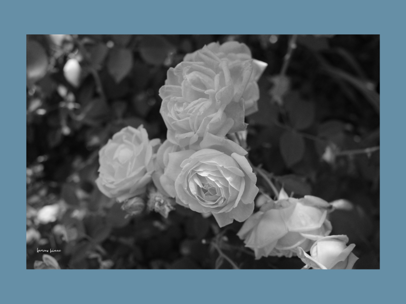 GRⅢで撮影したモノクロの薔薇の写真