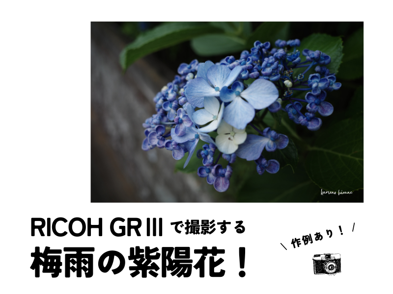 庭先に咲く梅雨の紫陽花の写真