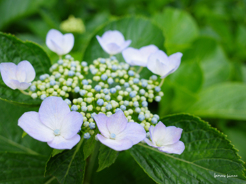 額紫陽花の写真