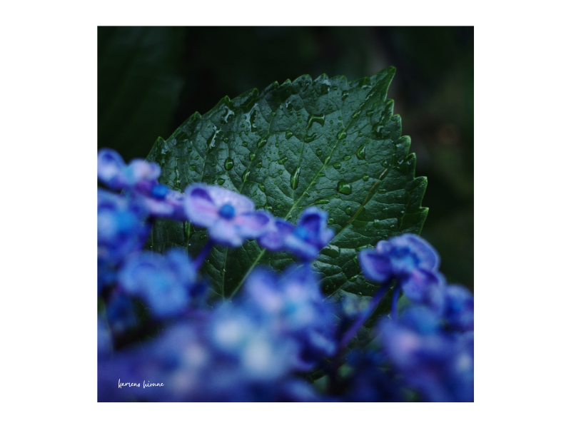 紫陽花と雨に濡れた葉の写真