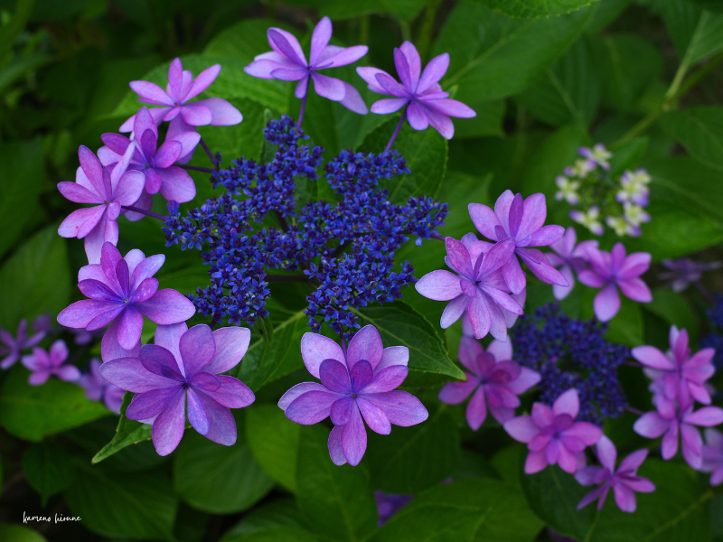 花飾りの様な額紫陽花の写真