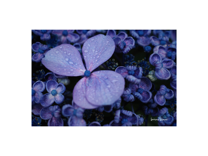 雨に濡れた紫陽花の写真