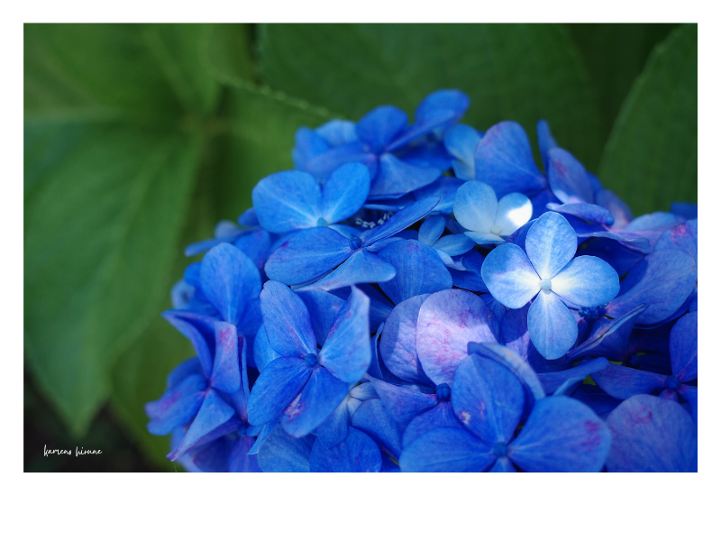 陽射しのスポットライトを浴びる紫陽花の写真