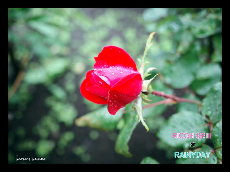 雨の日の咲き始めの赤い薔薇の写真