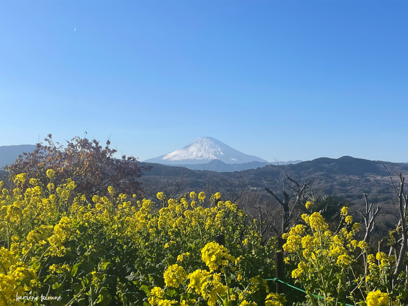 二宮の吾妻山から眺める富士山と菜の花の写真