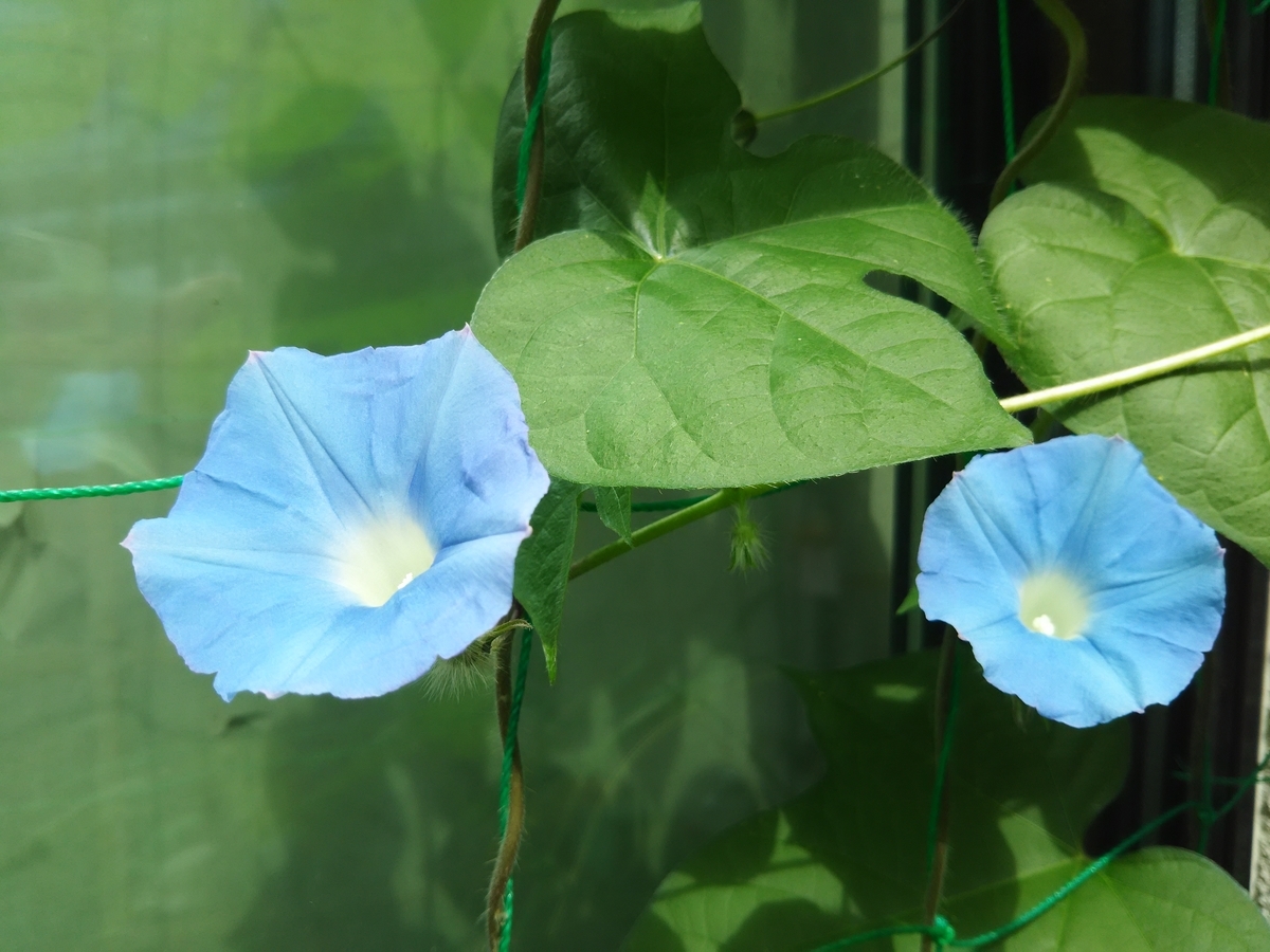f:id:kamenokotaro:20190721093353j:plain