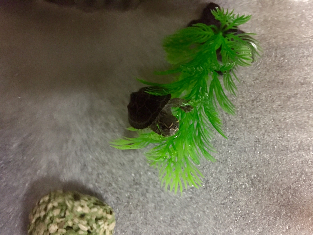 f:id:kamenomameko:20160911215516j:plain f:id:kamenomameko:20160911215516j:plain