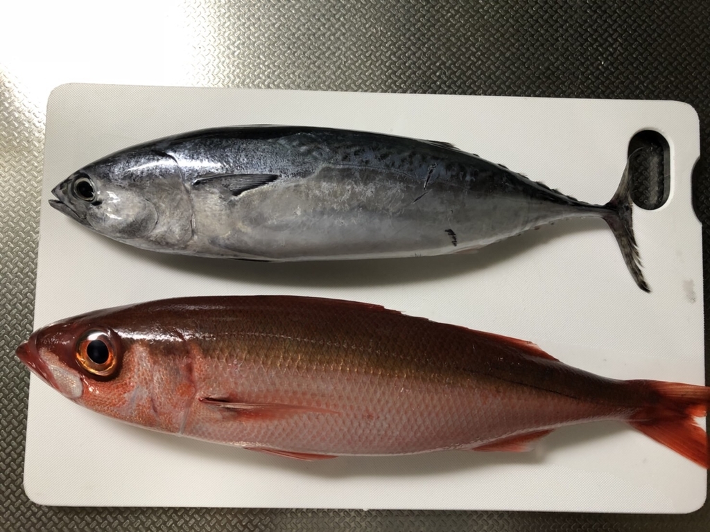 ハチビキとソマガツオ釣れました カズマ君の南紀 下里レポート カリスマ アフロの九頭竜川サクラマスよもやま話 ハチビキとソマガツオ釣れました カズマ君の南紀 下里レポート カリスマ アフロの九頭竜川サクラマスよもやま話
