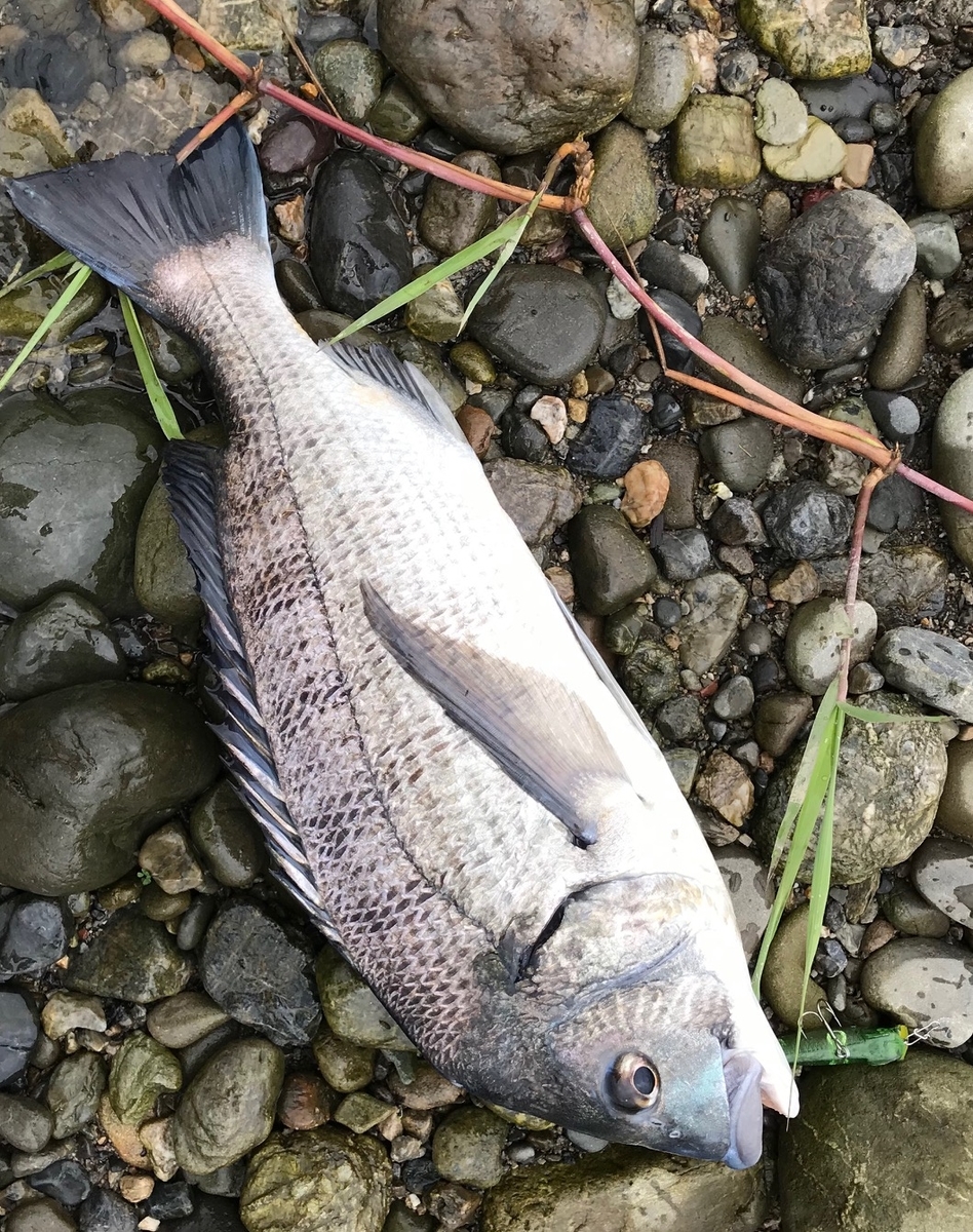 f:id:kamenozou:20190709215255j:plain f:id:kamenozou:20190709215255j:plain