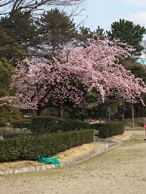 f:id:kamenutsu:20180321213600j:plain f:id:kamenutsu:20180321213600j:plain