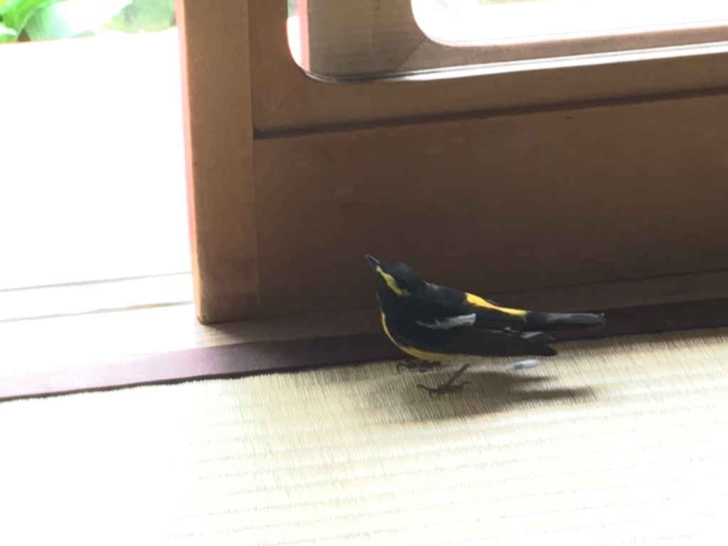 f:id:kamenutsu:20180508205456j:plain f:id:kamenutsu:20180508205456j:plain