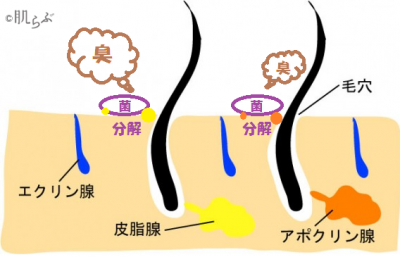 f:id:kamenutsu:20181003194058p:plain