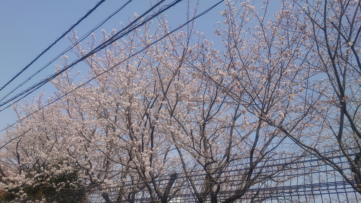 f:id:kameo2021:20210331211553j:plain