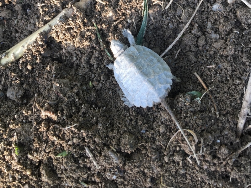 f:id:kameroch:20180415075136j:plain f:id:kameroch:20180415075136j:plain