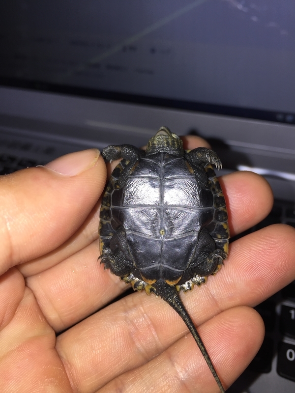 f:id:kameroch:20190504154903j:plain f:id:kameroch:20190504154903j:plain