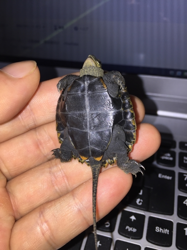 f:id:kameroch:20190504154913j:plain f:id:kameroch:20190504154913j:plain